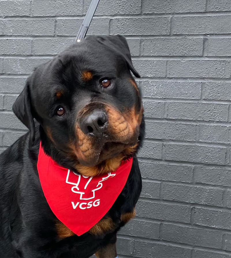 canine patient wearing red VCSG bandanna