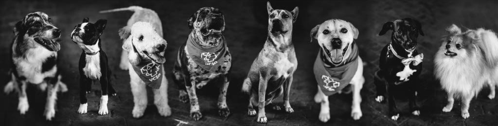 black and white banner of various dogs