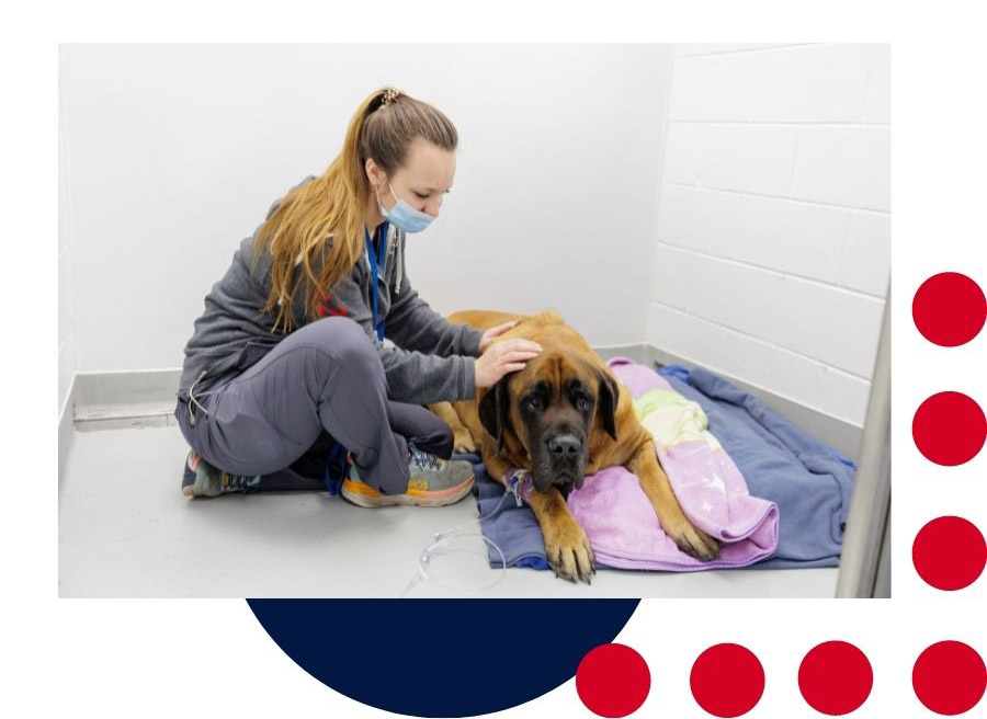 Pet Abdominal Surgery In Chattanooga, TN 37408 | VCSG
