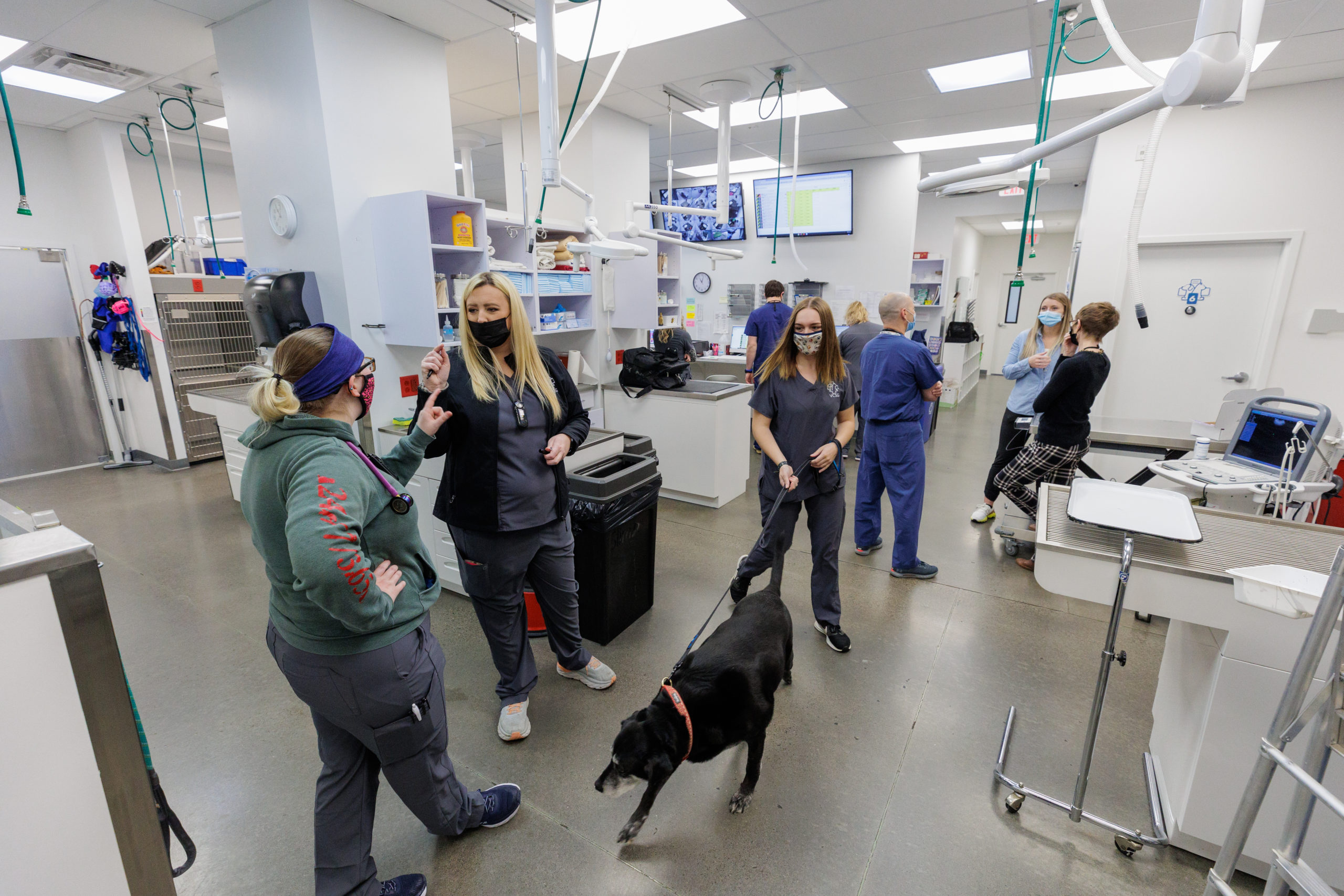 veterinary team caring for a dog