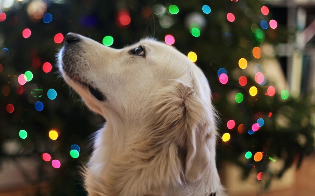 Golden retriever in front of a Christmas tree