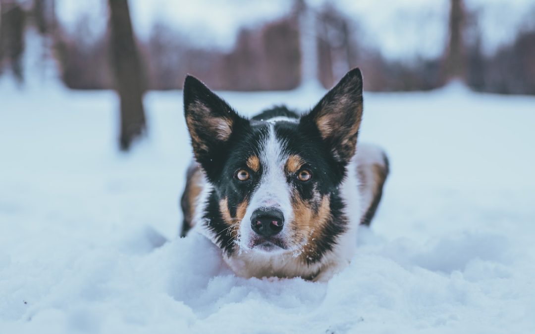How to Avoid a Winter Pet Emergency