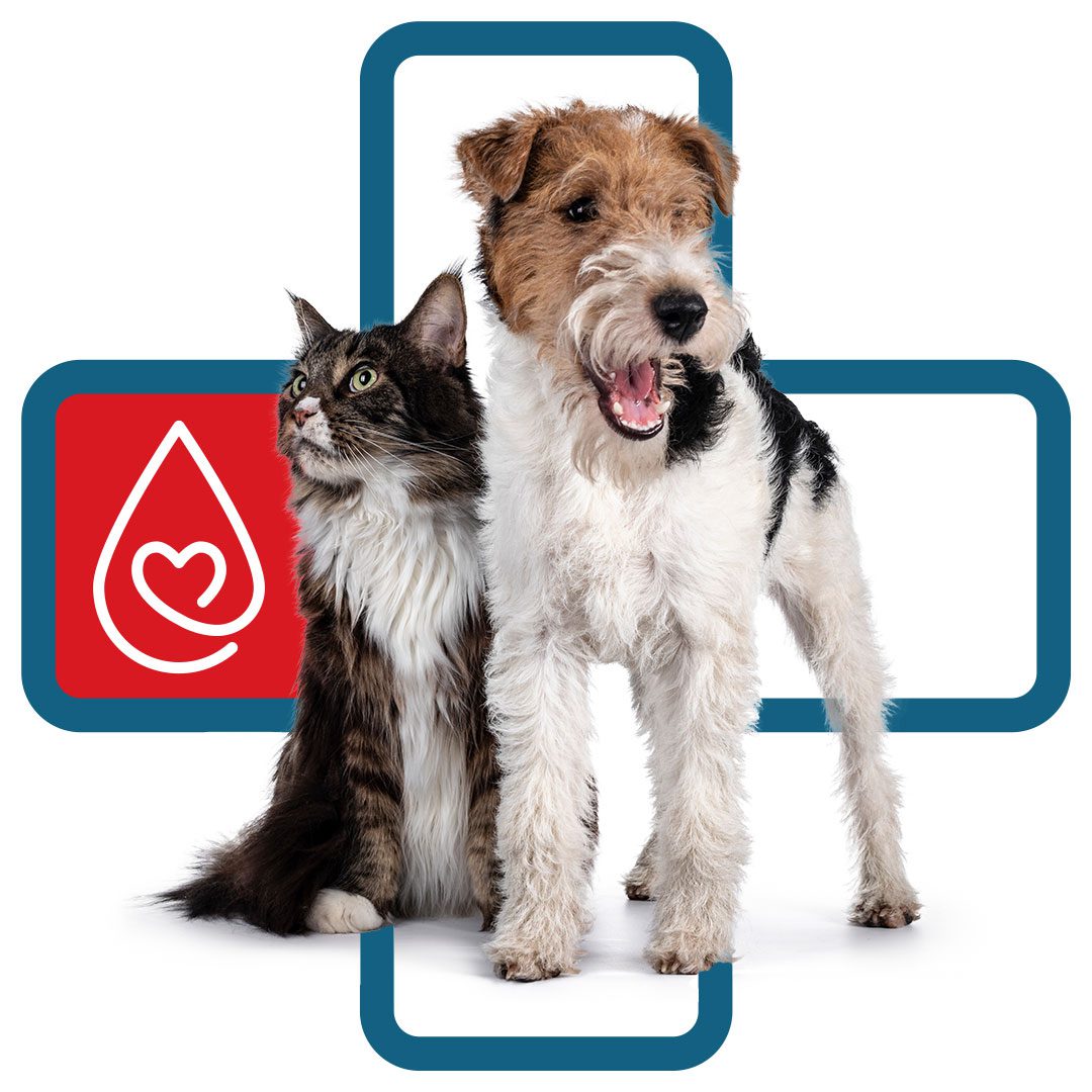 Dog And Cat Blood Donor Bank Concept