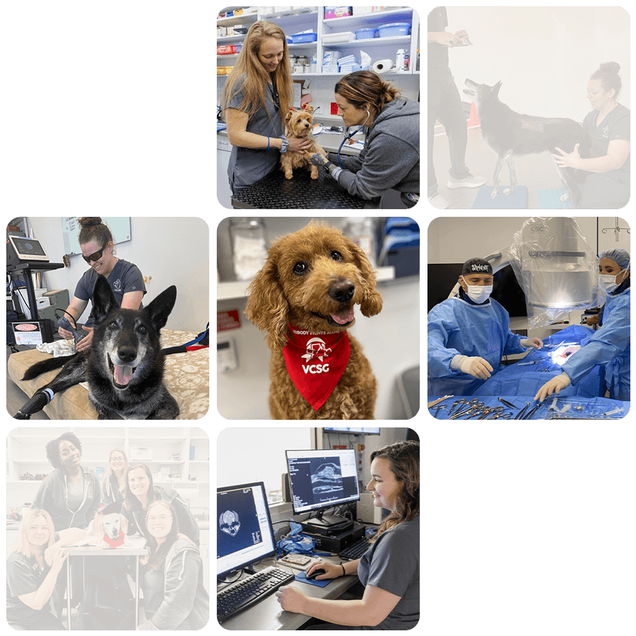 collage of VCSG staff and pets