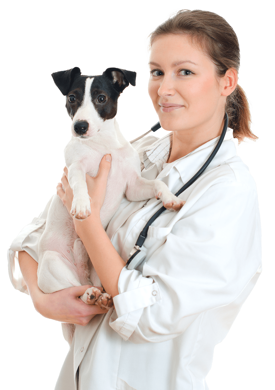 Female Veterinarian Holding Jack Russel Terrier