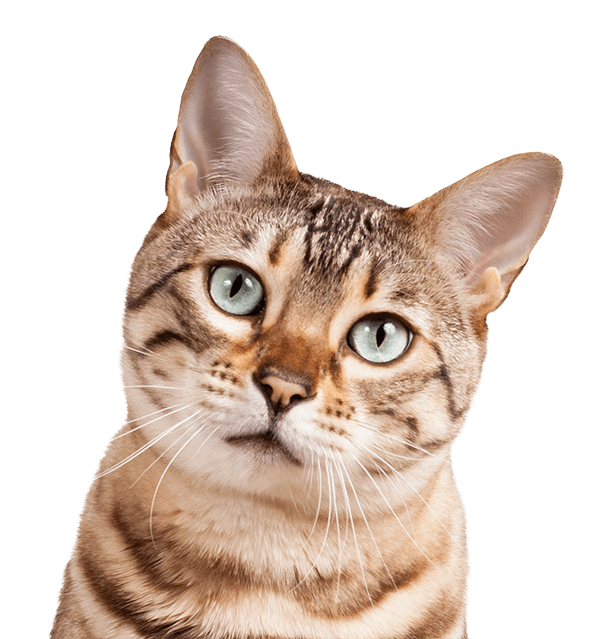 Cat With Green Eyes tabby with green eyes