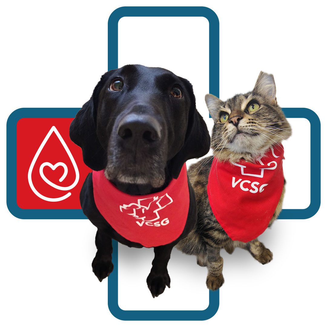 dog and cat both wearing red VCSG bandanas around neck sitting in front of outline plus icon with blood donor bank icon