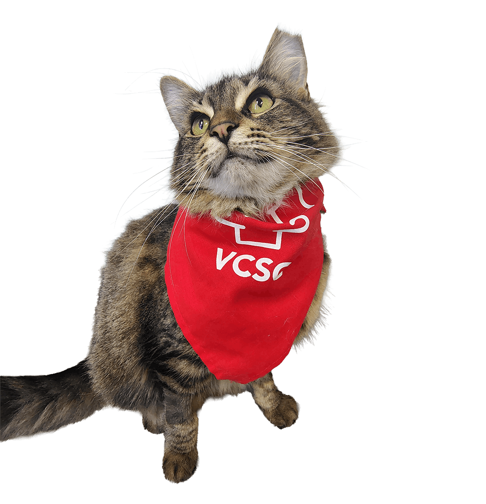Vcsg Cat