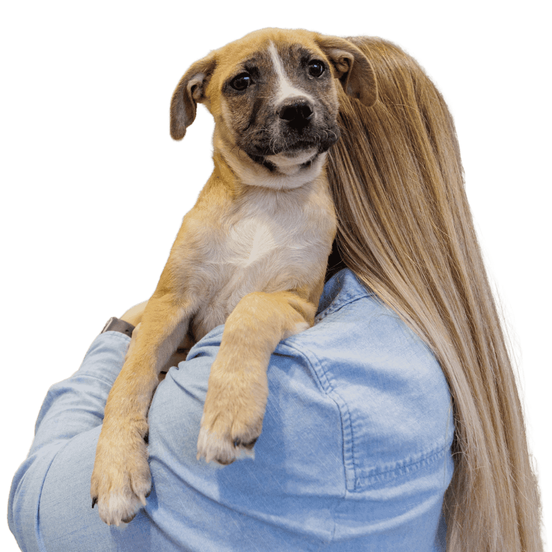 Vcsg Dog Reviews