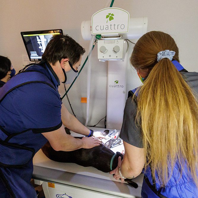 Digital Radiology dog getting an xray