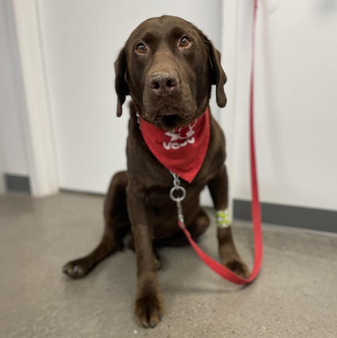 Brown Dog brown dog wearing a red VCSG bandana