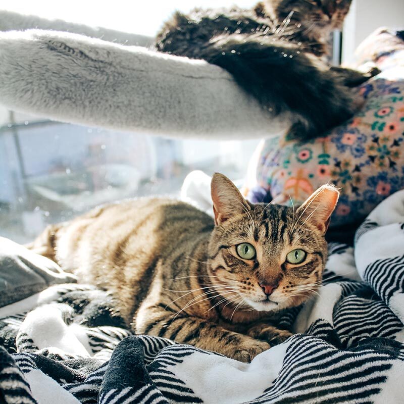 two cats lounging in cat room