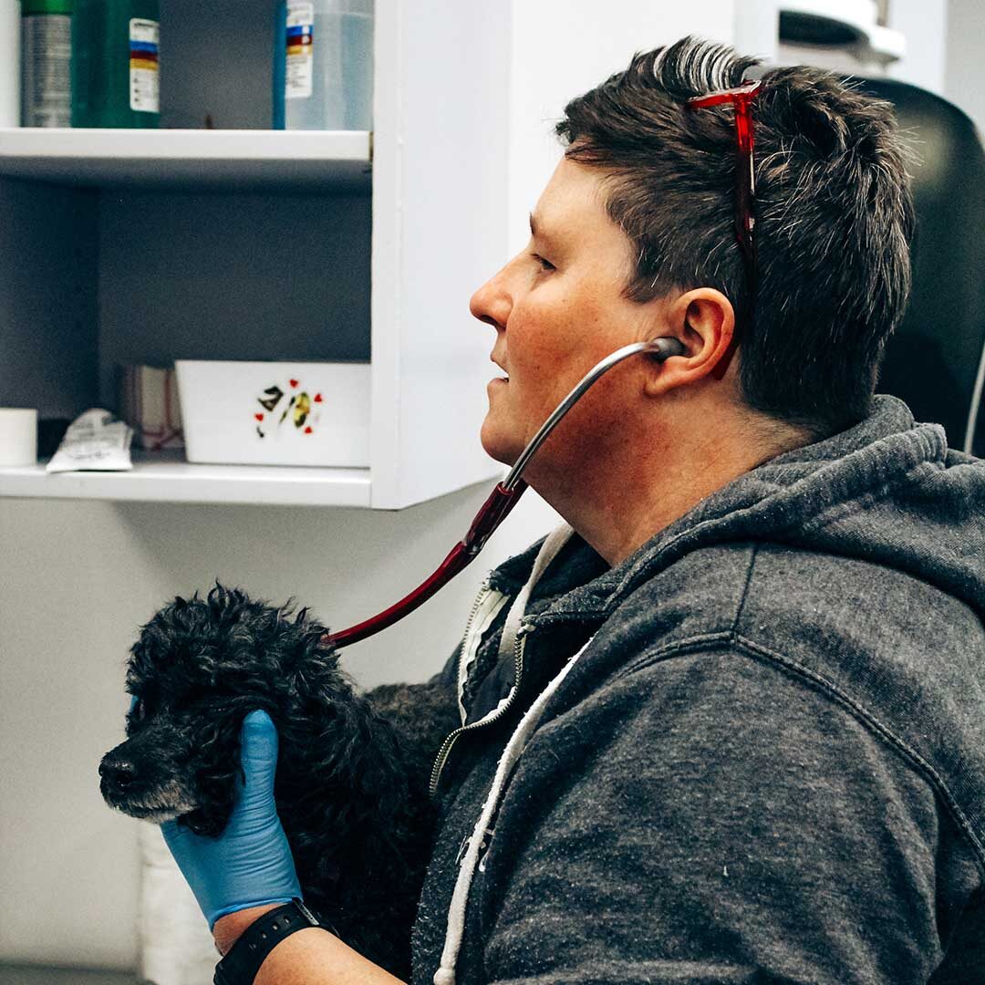 Checking Vitals veterinarian checking small dog's vitals