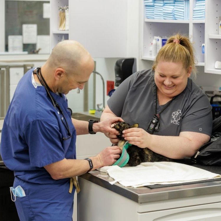 Conducting Diagnostics On Sick Cat