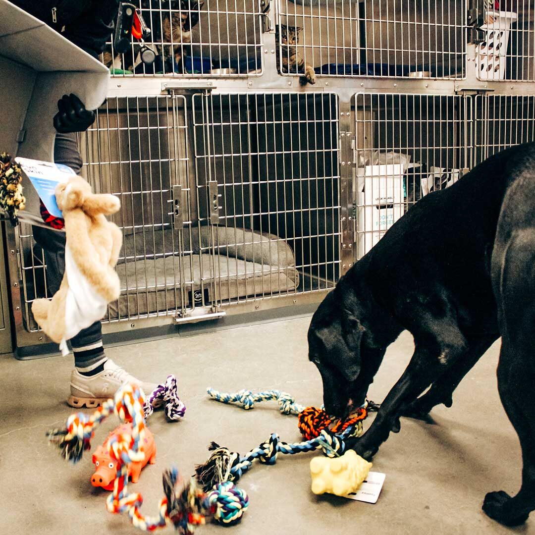 Dog Choosing Toy black lab choosing a toy after donating blood