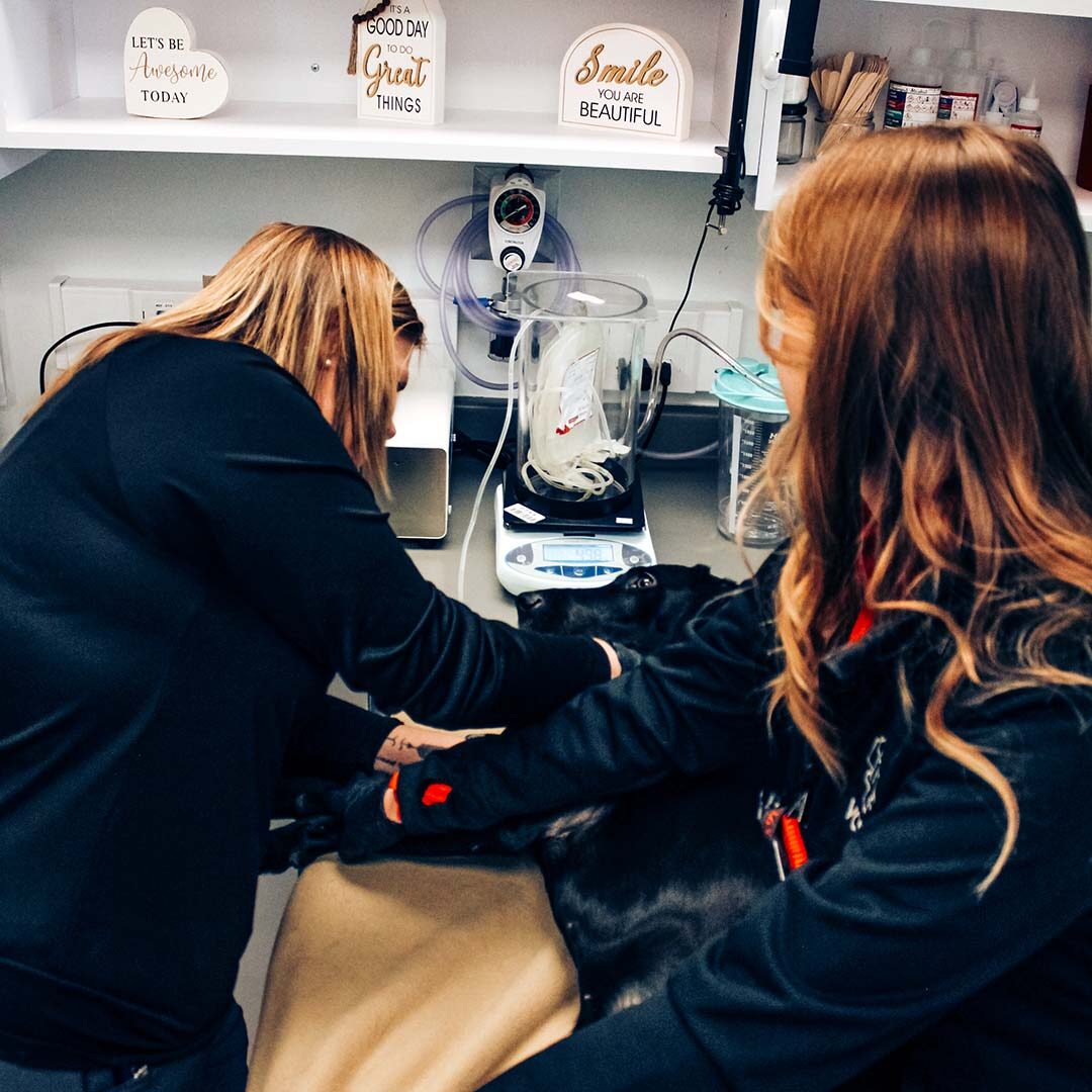 Dog Giving Blood technicians holding dog while he donates blood