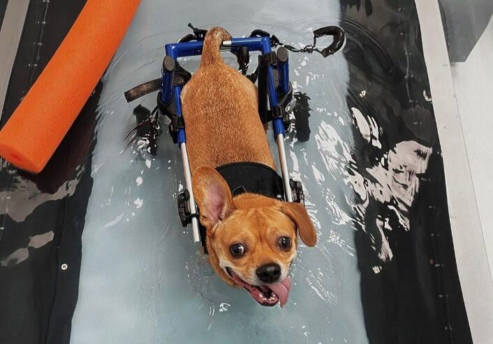 Dog Rehabilitation Session