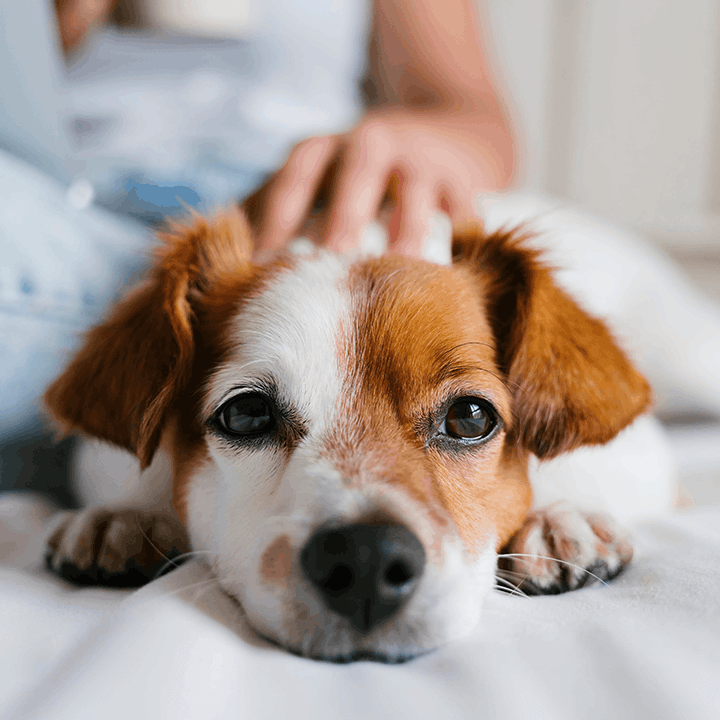 Dog With Head Down