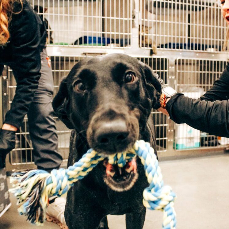 Dog With Rope Black Dog With Rope With Two Vet Assistants