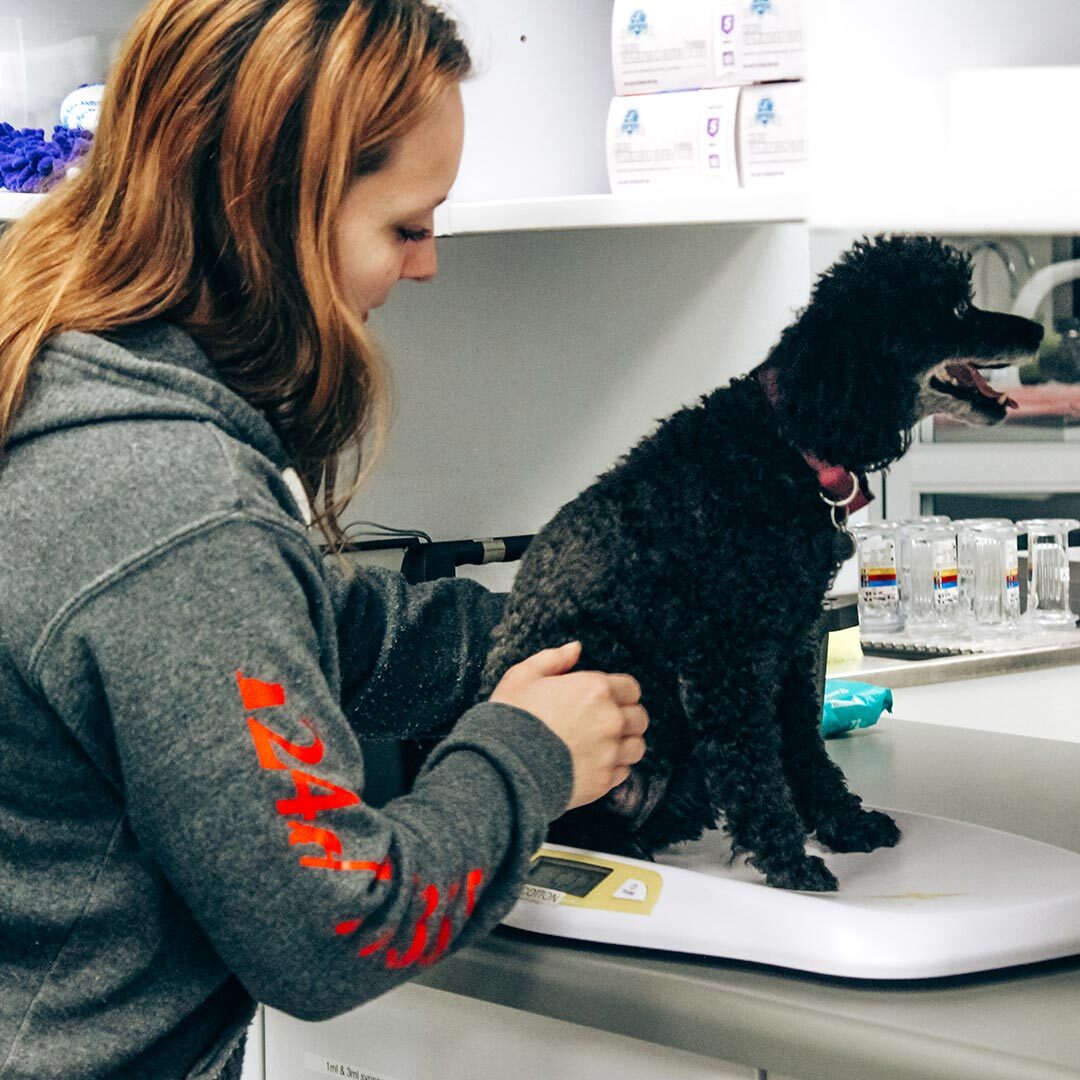 Female Staff Member Checking Dogs Weight Female Staff Member Checking Dogs Weight