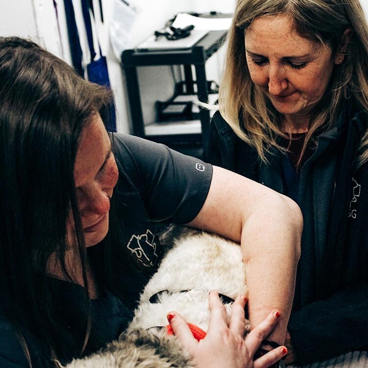 Female Staff Members Working On Small White Dog Together Female Staff Members Working On Small White Dog Together