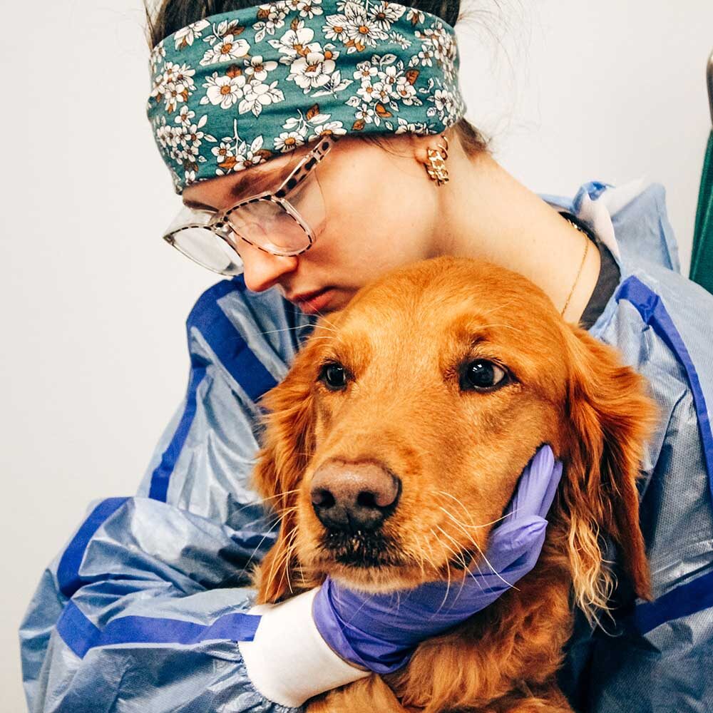 tech holding golden retriever still as he undergoes a transfusion