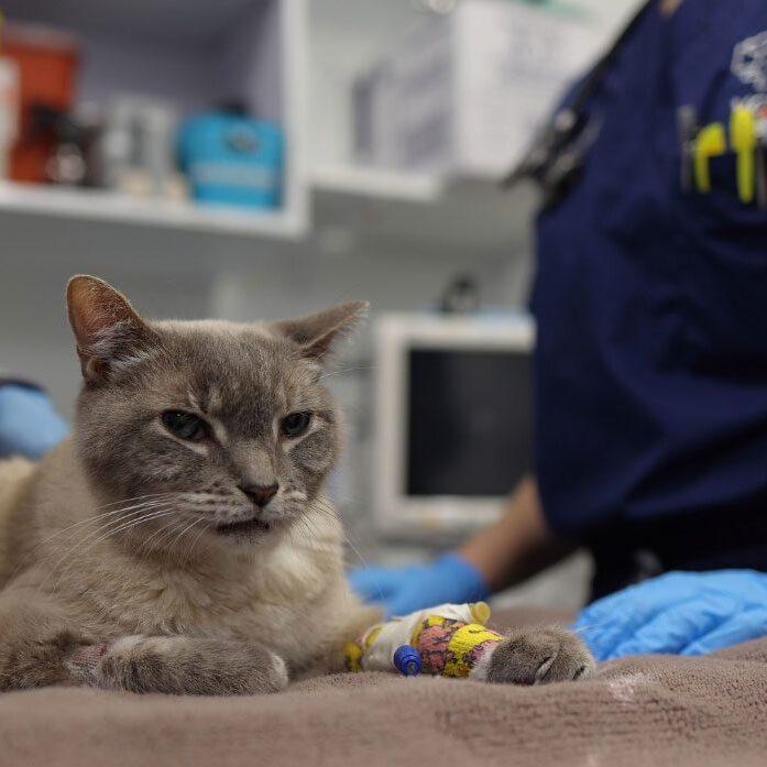 Gray Cat On Exam Table