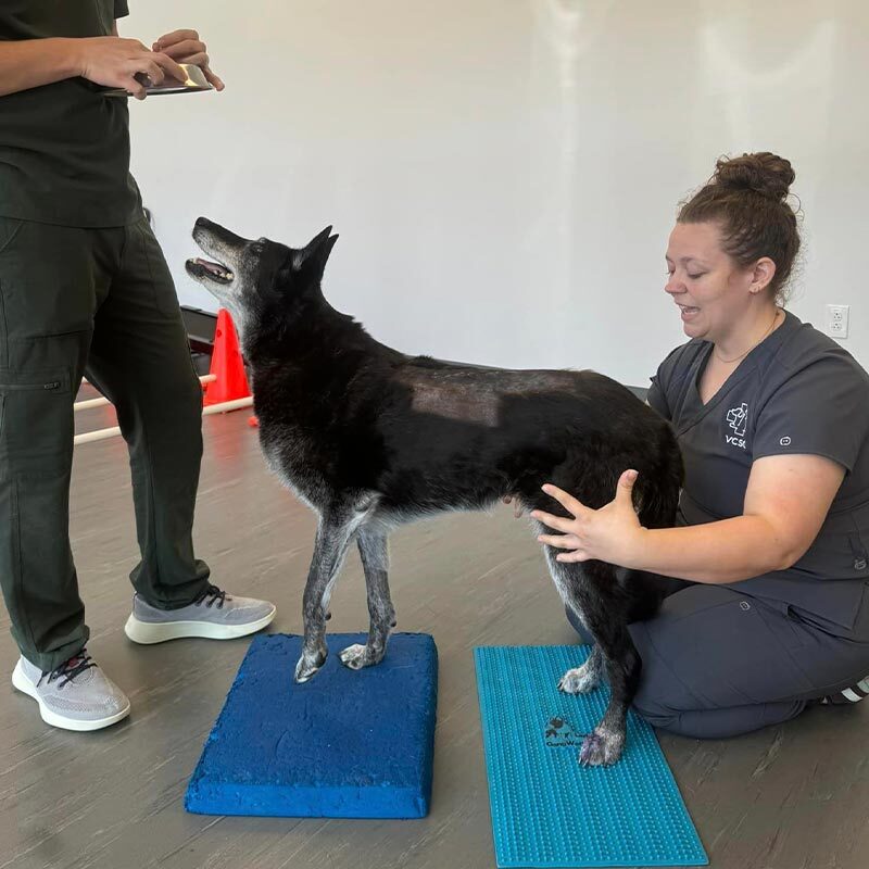 Happy Dog In Rehabilitation Therapy Happy Dog In Rehabilitation Therapy