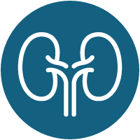 Kidneys Icon Kidneys Icon
