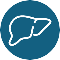 Liver Icon Liver Icon