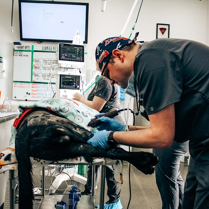 Minimally Invasive Surgery veterinary assistant shaving dog's abdomen for surgery