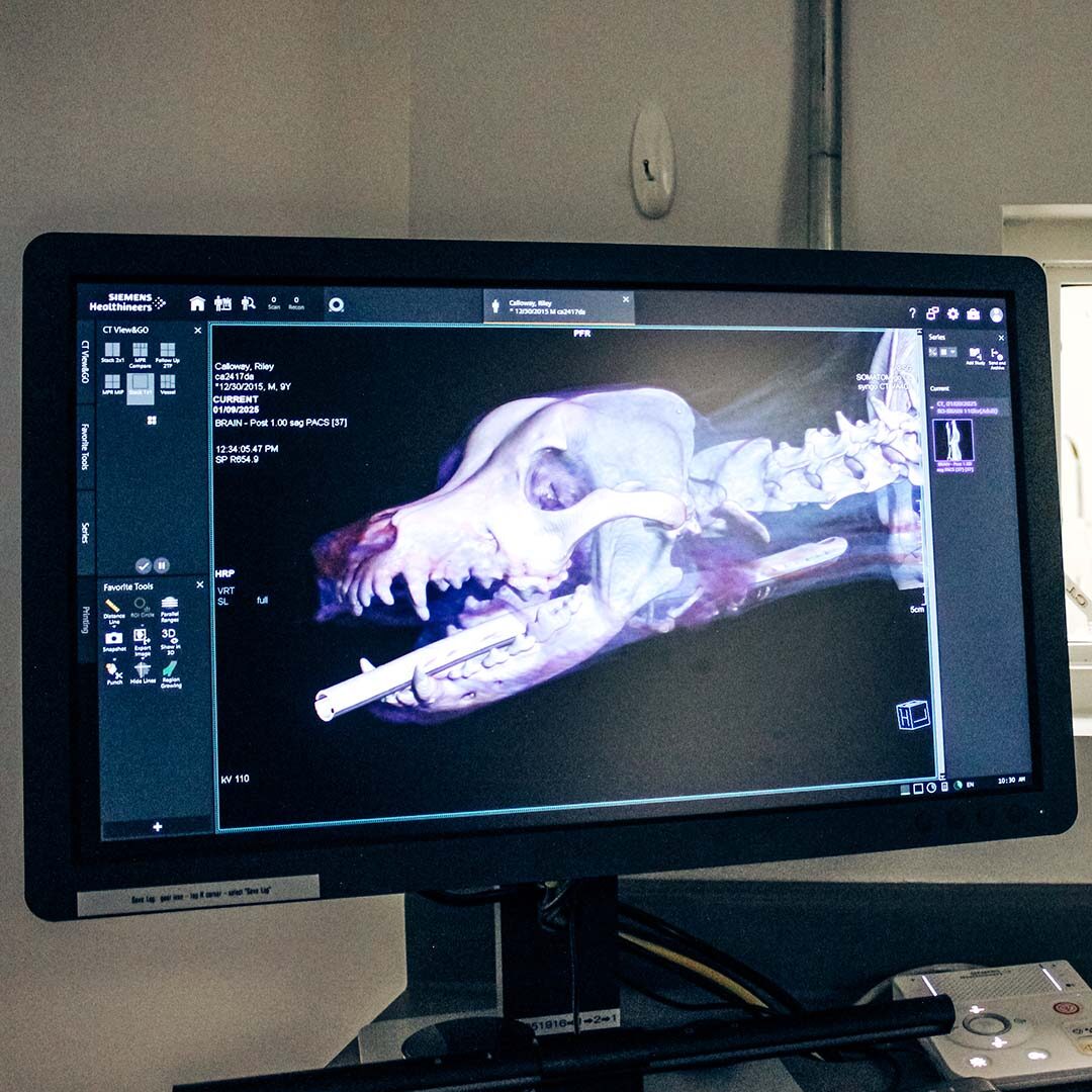 MRI Scan image of a dog's skull and spine
