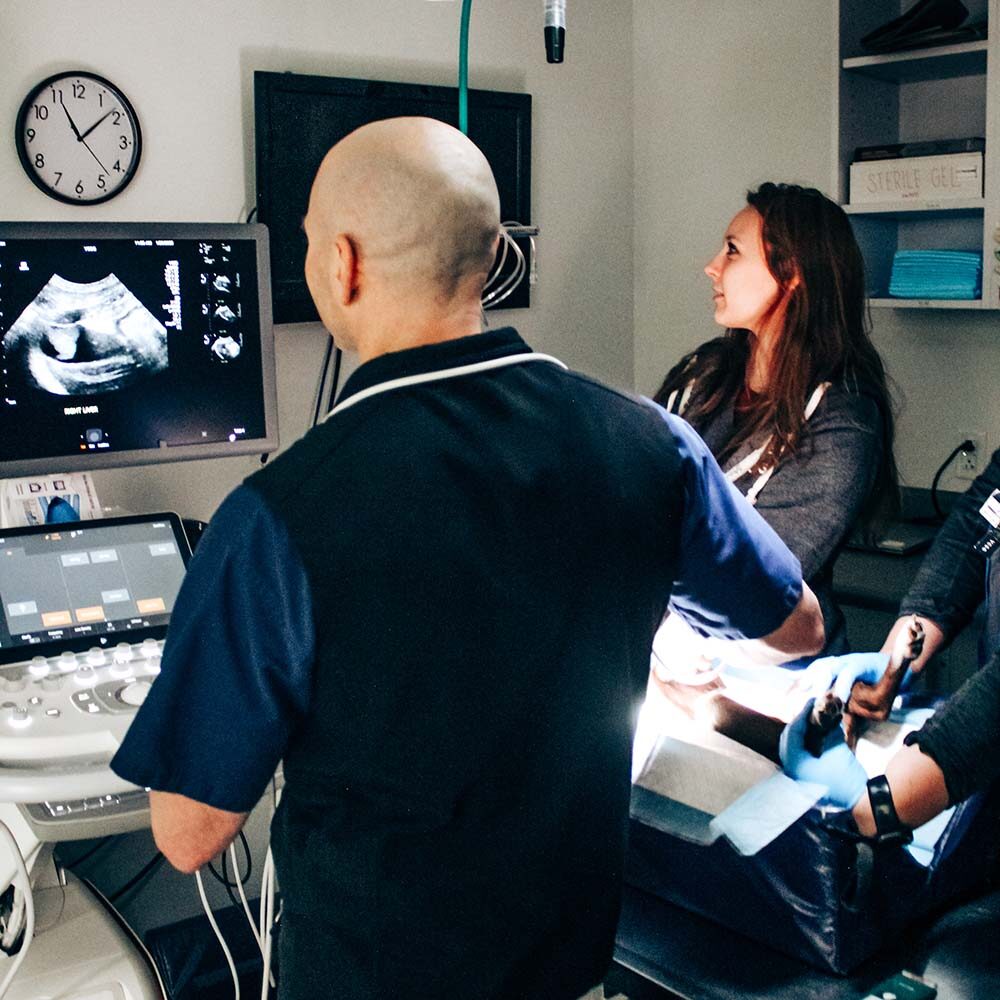 team using ultrasound on a small dog to identify cancer