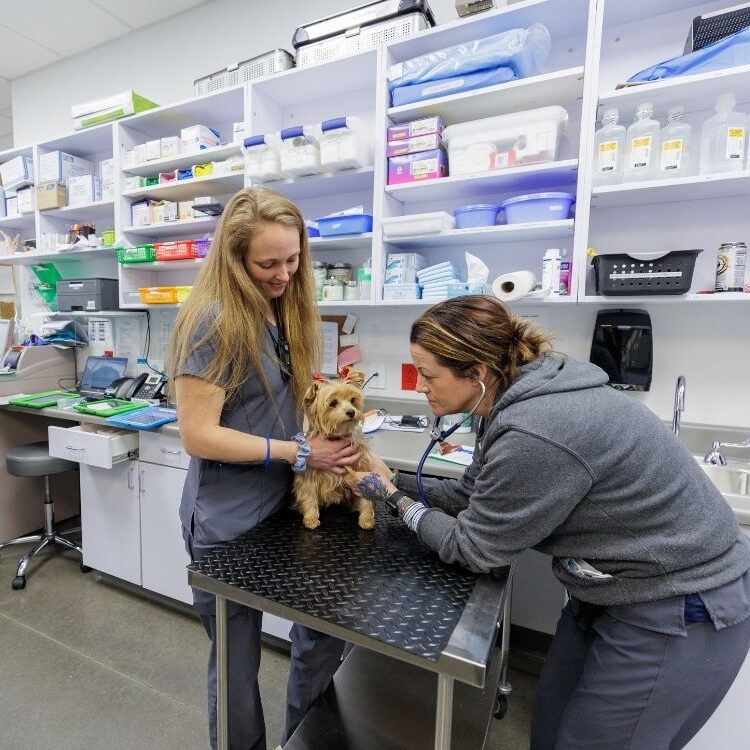 Vet And Tech In Exam Room With Dog