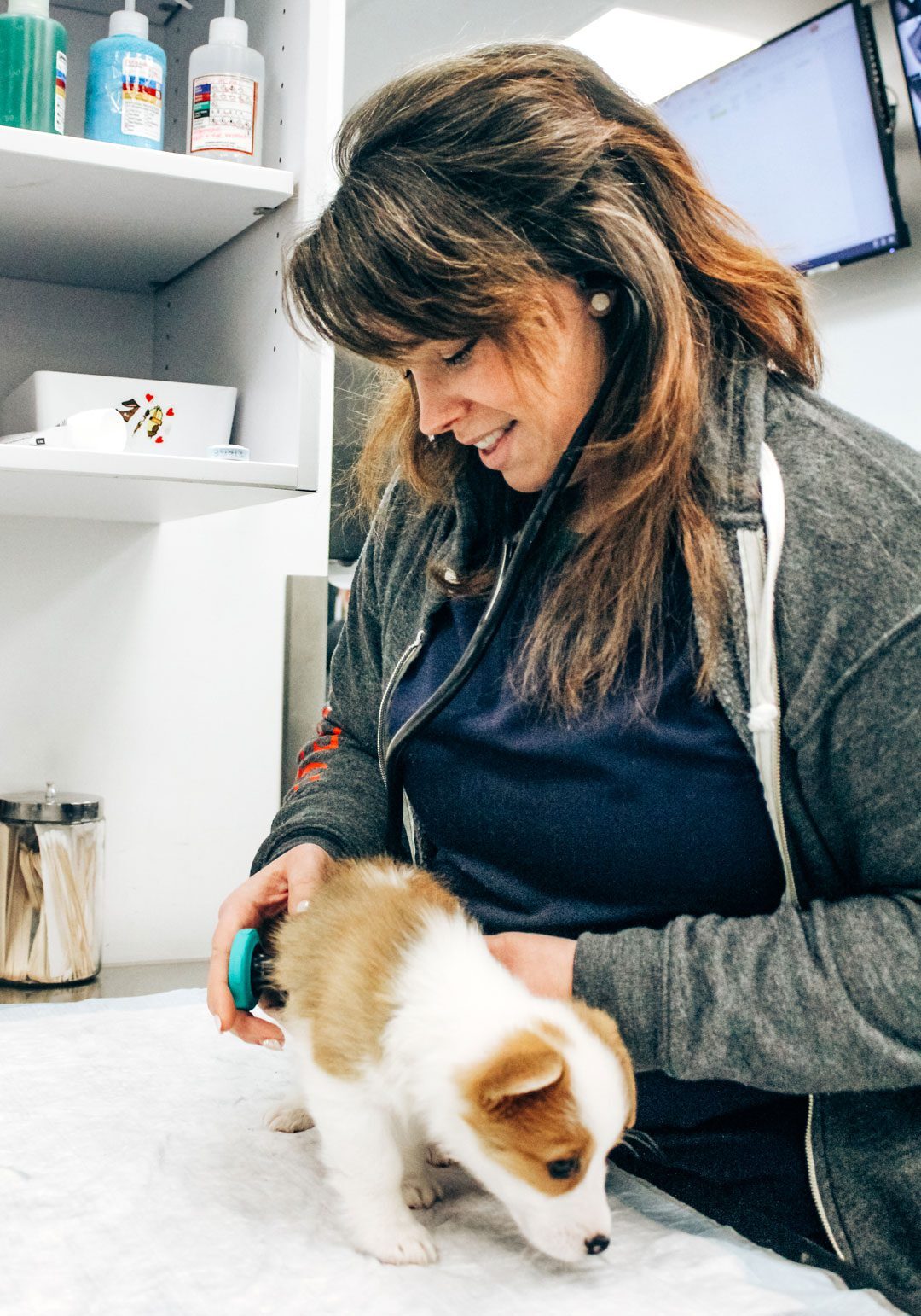 Vet Assistant Exam Pup Vet Assistant Examining Small Pup