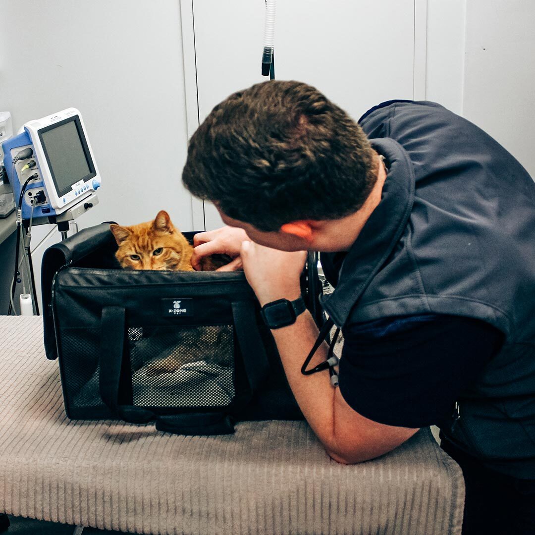Veterinarian Comforting Cat veterinarian comforting cat in a soft carrier